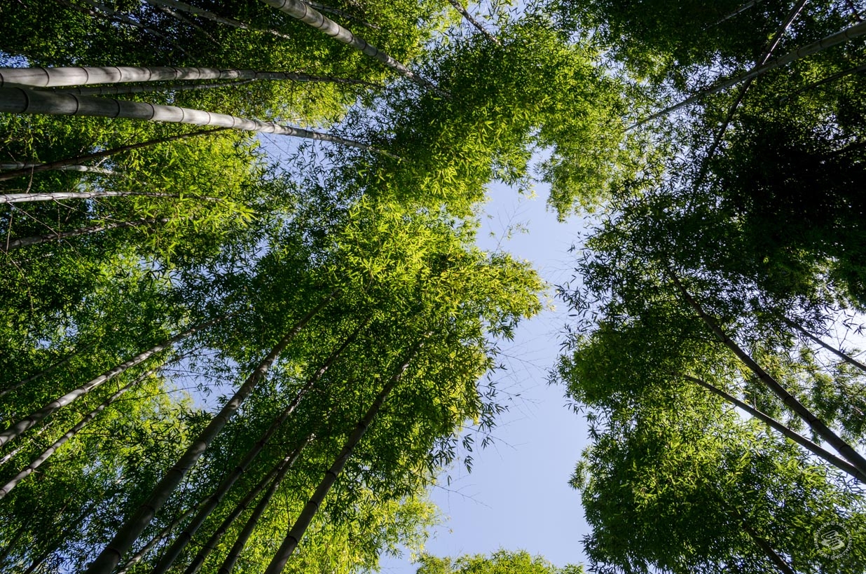 Shangqing